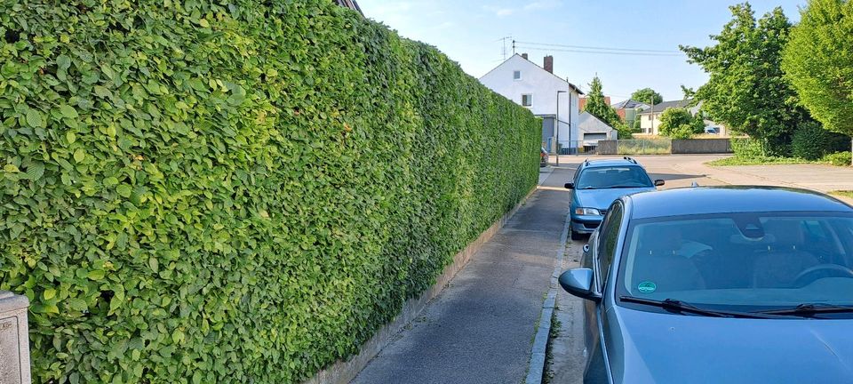 Gartenpflege Gartenarbeiten Sammiller Ingolstadt in Ingolstadt