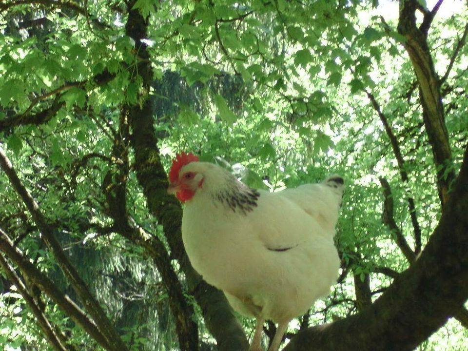 Wanderlaub in den Bayerischen Bergen in der Bergpension Maroldhof in Warngau