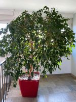 Ficus Benjamini Birkenfeige 210 cm Bayern - Lauf a.d. Pegnitz Vorschau