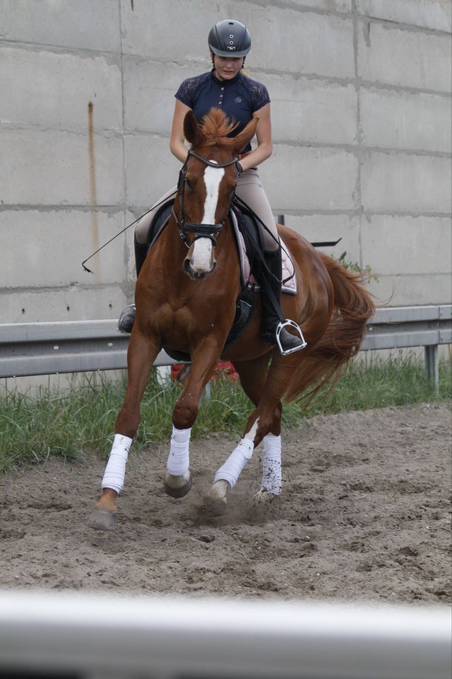 Pflegebeteiligung Reitbeteiligung in Schöppenstedt