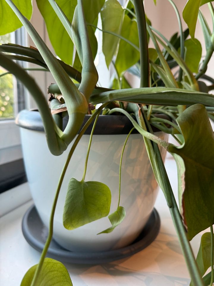 Blume Monstera Zimmerpflanze in Wathlingen