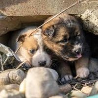 Hundezüchter sucht Haus mit Nebengebäuden in Alleinlage! Nordrhein-Westfalen - Plettenberg Vorschau
