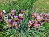 Schwertlilien Iris Brandenburg - Nuthe-Urstromtal Vorschau