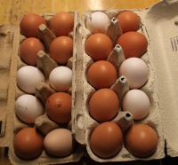 10 frische, bunte Eier von freilaufenden Hühnern Thüringen - Bad Frankenhausen/Kyffhäuser Vorschau