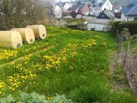 Gartengrundstueck zu verpachten, 56761 Masburg Rheinland-Pfalz - Münstermaifeld Vorschau