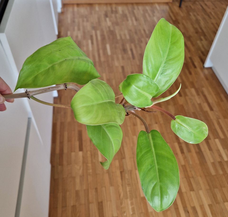 Zimmerpflanze, Philodendron Malay Gold, bewurzelt, Kopfableger in Hamburg