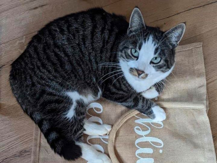 Kater Freddie schmerzlich vermisst. in Dietenheim