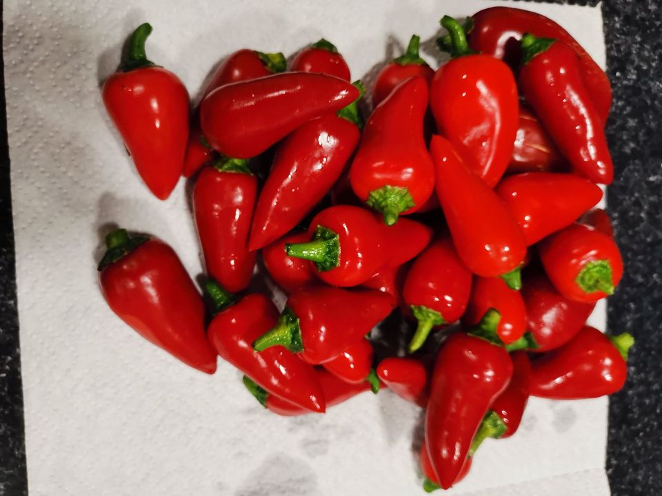 Bio Jalapeño/Peperoni Schoten frische/neue Ernte in Weinsberg