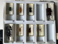 Insekten Sammlung Stuttgart - Stuttgart-Ost Vorschau