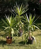 3 kräftige Yucca Palmen Pflanzen Palmen Garten Zimmerpflanze Bayern - Pfaffenhofen a.d. Ilm Vorschau