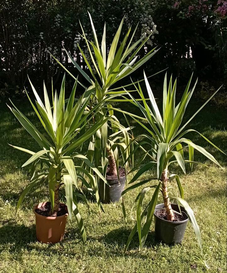 3 kräftige Yucca Palmen Pflanzen Palmen Garten Zimmerpflanze in Pfaffenhofen a.d. Ilm