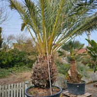 Dattelpalme Phoenix dactylifera Echte Dattelpalme XXL Hessen - Wiesbaden Vorschau