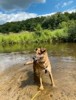 Schäferhund - Mix Hündin ca. 8 Jahre, sehr lieb und unkompliziert Schleswig-Holstein - Börnsen Vorschau