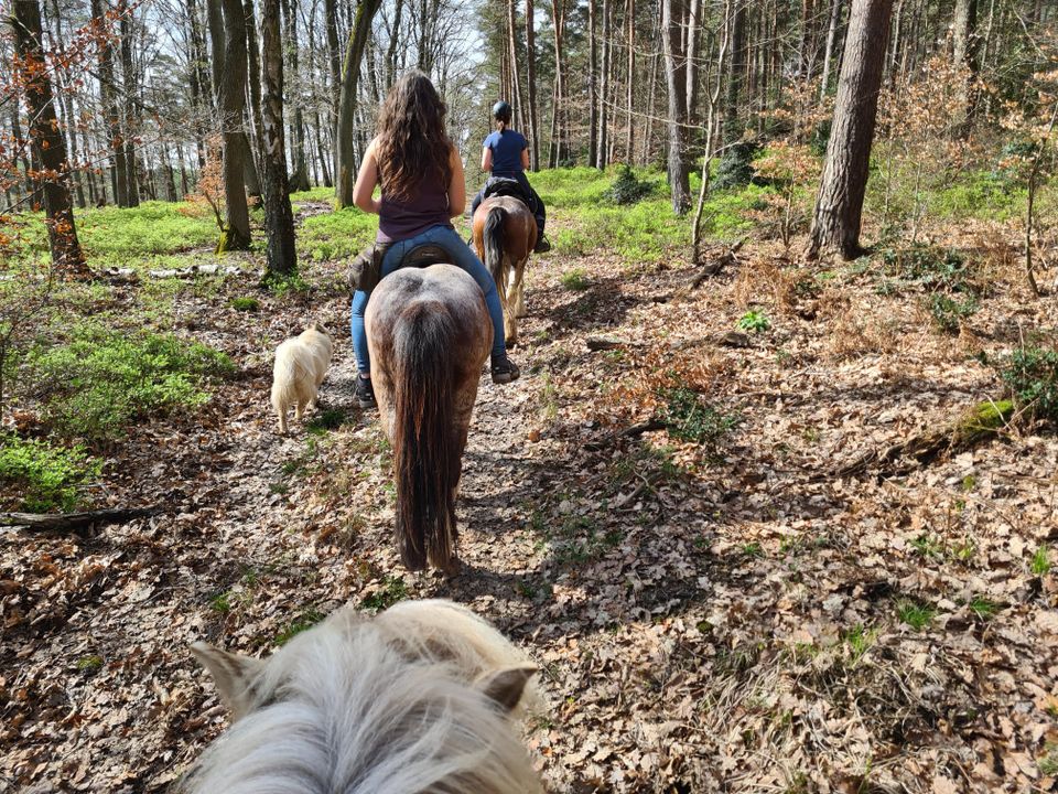 Mitreiter für diverse Ausritte | keine Anfänger in Langerwehe