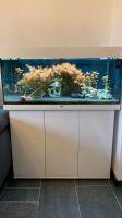 Juwel Rio 200 / Aquarium + Zubehör / Fische / Gelbe Garnelen Nordrhein-Westfalen - Gladbeck Vorschau