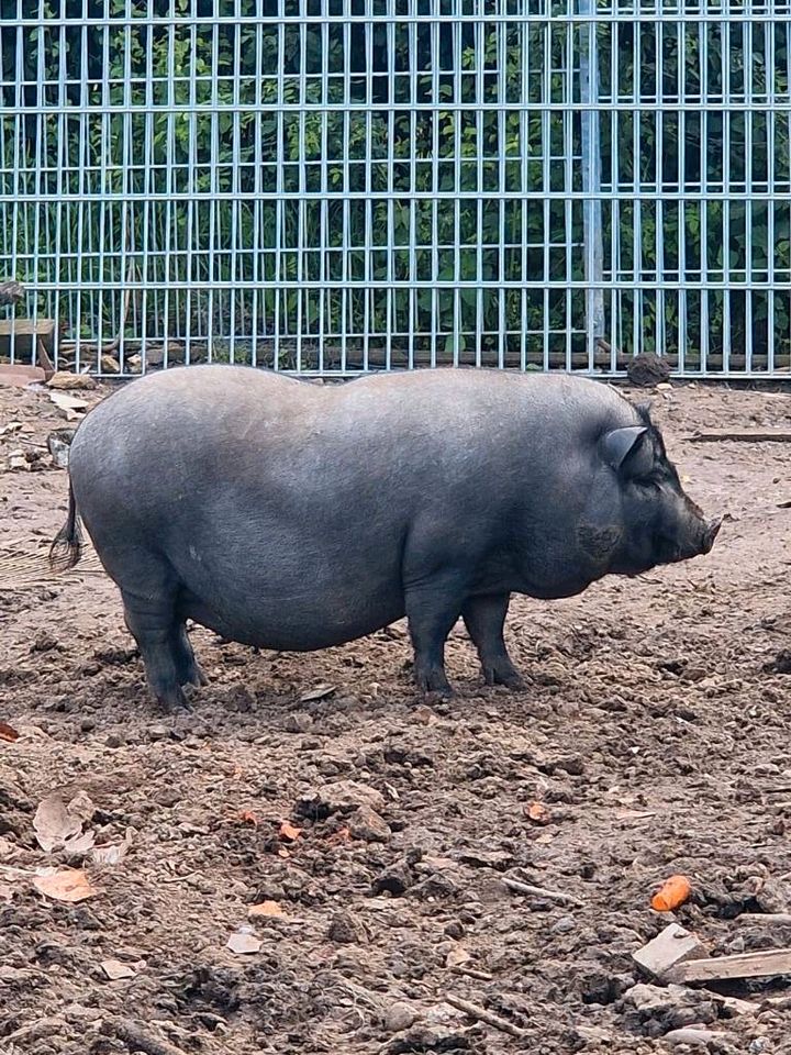 Zwei Göttinger Minischweine in Dahlum