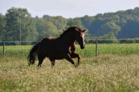 Deutsches Reitpony 141 cm Niedersachsen - Aurich Vorschau