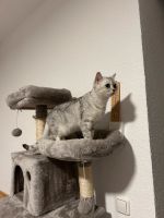 Bkg Katze 1,5 Jahre alt Nordrhein-Westfalen - Dorsten Vorschau