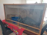 Terrarium bartagame Nordrhein-Westfalen - Hattingen Vorschau