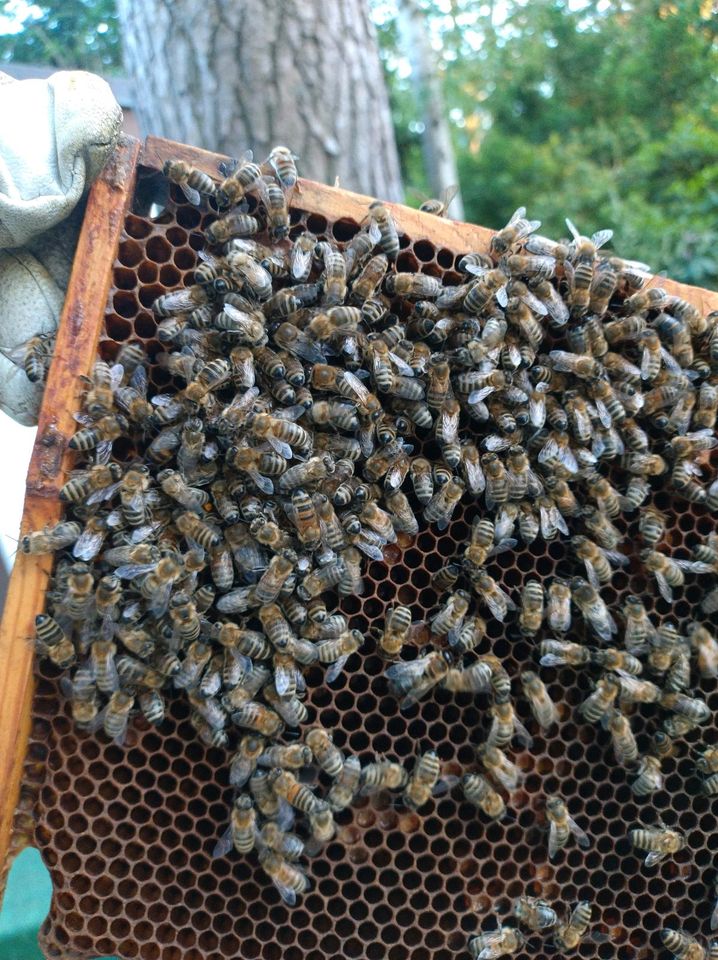 2x Bienenvolk / Bienenvölker auf 1,5 DNM in Quickborn