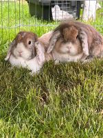 Widder Kaninchen .. suchen ein 5☆ Zuhause !! Nordrhein-Westfalen - Rosendahl Vorschau