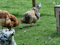 3 Blumenhuhn Hennen Bayern - Oberviechtach Vorschau