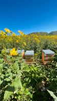 Bienenvölker auf Zandermaß zu verkaufen Baden-Württemberg - Bopfingen Vorschau