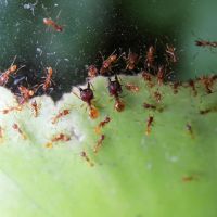 Pheidole spec aus Malaysia Ameisen Kolonie / Ameisenkolonie Nordrhein-Westfalen - Ennepetal Vorschau