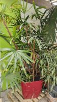 Rhapis excelsa im roten Topf Steckenpalmen Zimmerpflanze 1,5-2m Nordrhein-Westfalen - Nordkirchen Vorschau