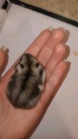 Hamster Babys Sachsen - Borna Vorschau