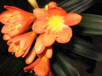 Clivia Riemenblatt Zimmerpflanze Düsseldorf - Pempelfort Vorschau