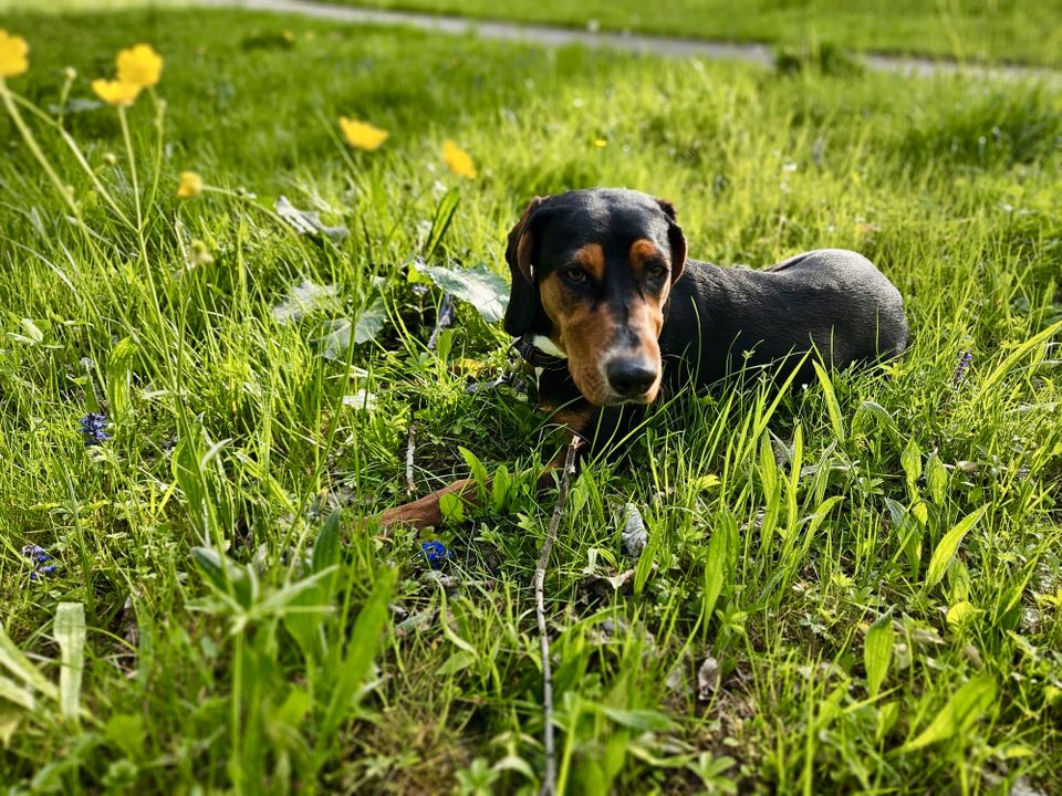 Hündin (11 Monate), verspielt, freundlich & toller Familienhund in Ebersberg