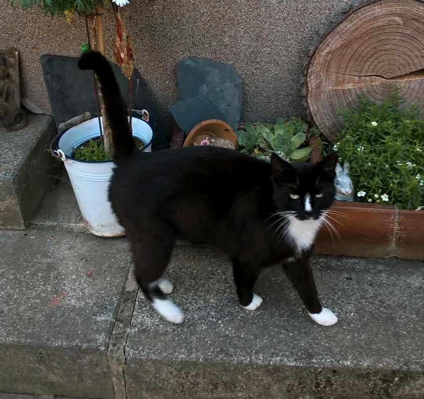 Katze vermisst in Langenbernsdorf