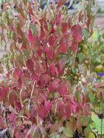 Hartriegel ,tolles Laub im Herbst Höhe ca. 1,20 Nordrhein-Westfalen - Weilerswist Vorschau