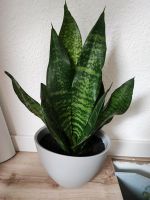 Sansevieria Ableger Hessen - Braunfels Vorschau