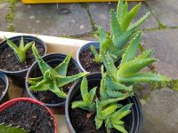 Aloe , verschiedene Größen Niedersachsen - Einbeck Vorschau