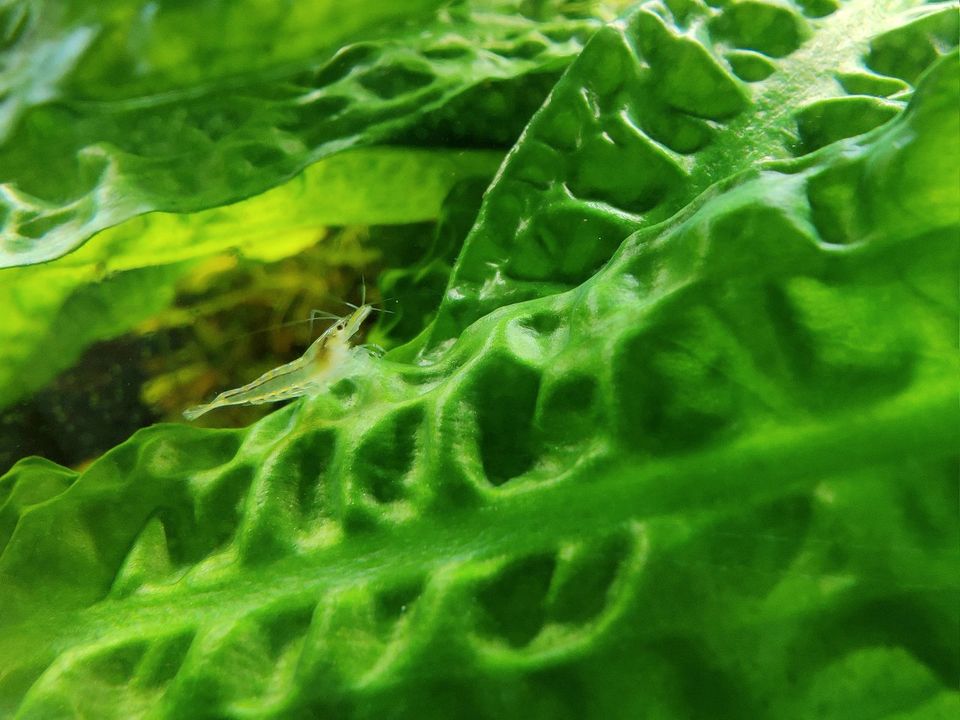 Algen Garnelen Chemiefrei gezüchtete Neocaridina fürs Aquarium. in Uehlfeld