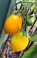 Samen 2023 Tomate Goldener Kanarienvogel  gelbe Russische Sorte Obervieland - Arsten Vorschau