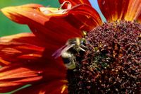 15 Samen der Roten Abend-Sonnenblume,Helianthus annus,Bienenwiese Saarland - Großrosseln Vorschau