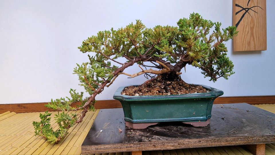 Bonsai Wacholder Nr.2 in Alsfeld