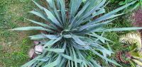 Große Garten-Yucca (Palmlilie) Baden-Württemberg - Massenbachhausen Vorschau