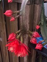 Blattkaktus Epiphyllum rot Ableger Nordrhein-Westfalen - Wegberg Vorschau