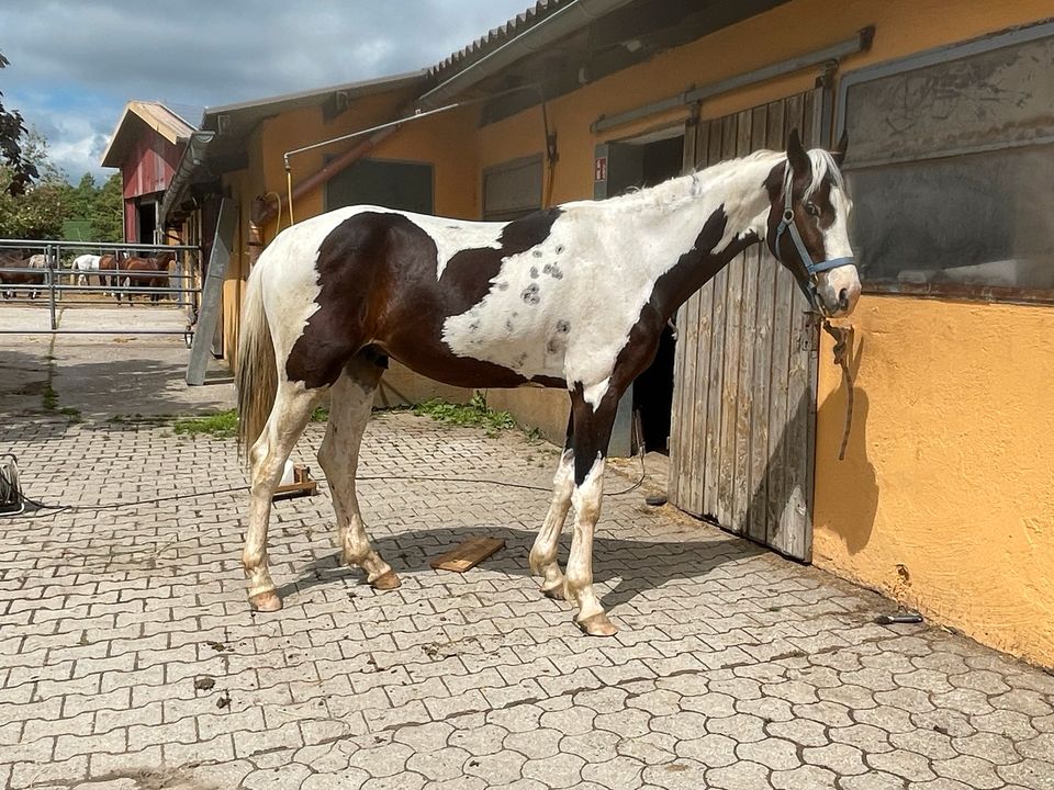 Großer Scheckwallach Top Abstammung Warmblut inkl Aku in Ludwigsburg