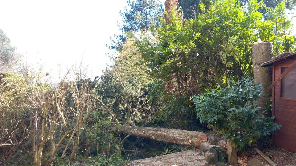 Baumfällarbeiten nach Sichtung/Vereinbarung in Bornheim