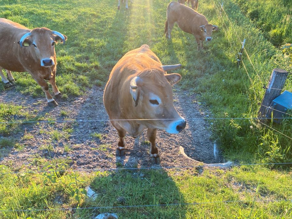 Aubrac Kalbinen in Haag a.d.Amper