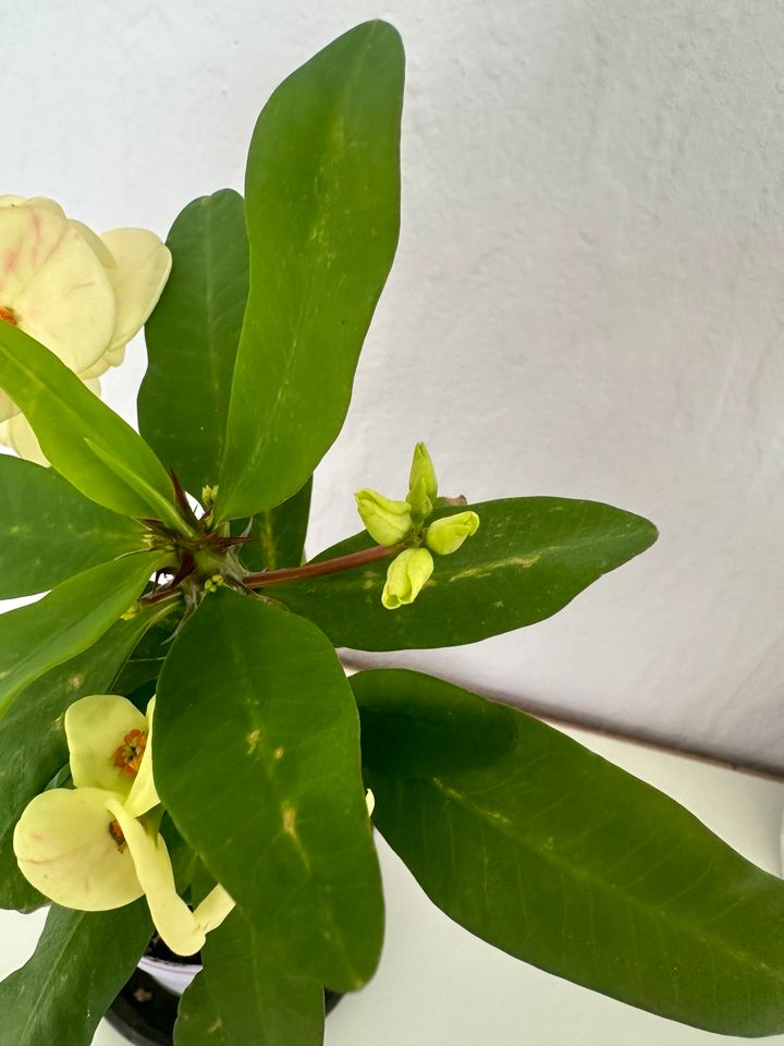 gemischte Farbe Christusdorn Euphorbia mili Pflanze blüten blumen in Esslingen
