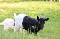 Walliser Schwarzhalsziegen Böcke Bayern - Sulzberg Vorschau