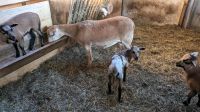 Junge Kamerun Schaf Böcke zu verkaufen Kr. Altötting - Pleiskirchen Vorschau