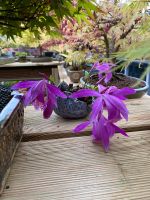 Bonsai beisteller Pleione Tibetorchidee Nordrhein-Westfalen - Ahaus Vorschau