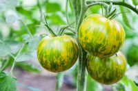 10 Bio Tomatensamen, Green Zebra, Samenfest, fruchtig, würzig Leipzig - Leipzig, Zentrum Vorschau